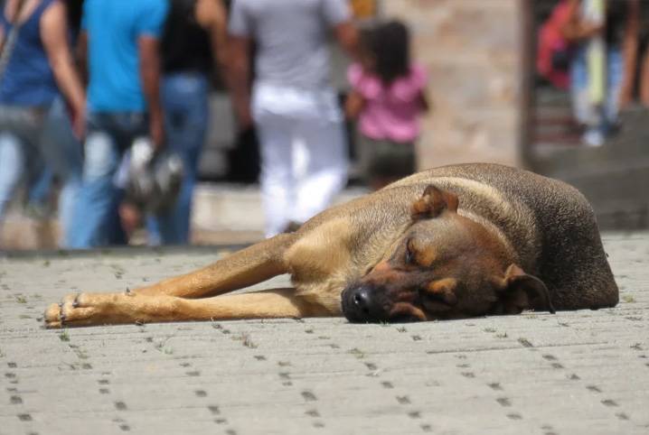 70% dos cães nas ruas de Teresina tem dono, afirma gerente da Zoonozes